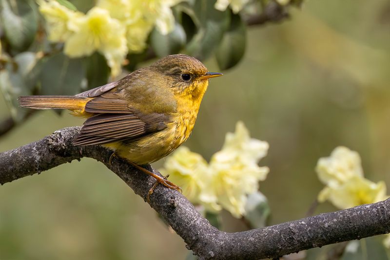 Golden Bush Robin