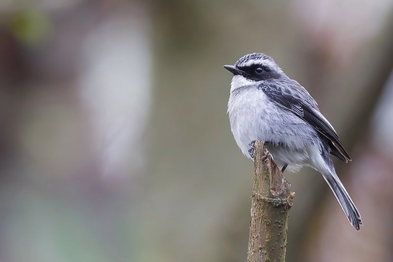 Grey Bush Chat