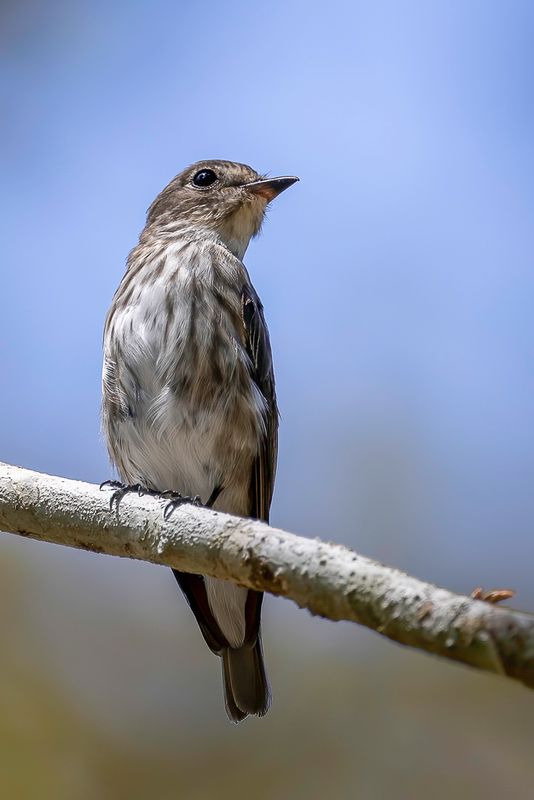 Grey-streaked Flycatcher