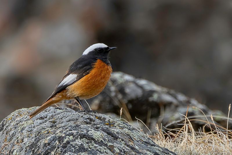 Gldenstadt's Redstart (m)