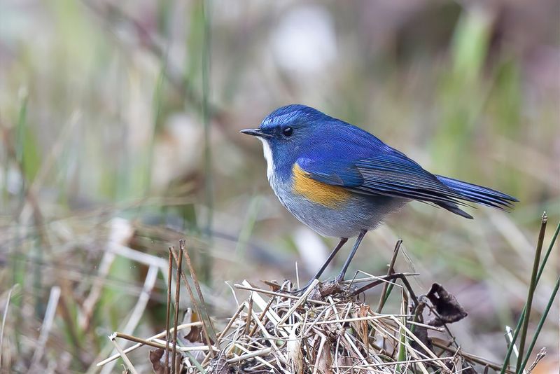Himalayan Bluetail