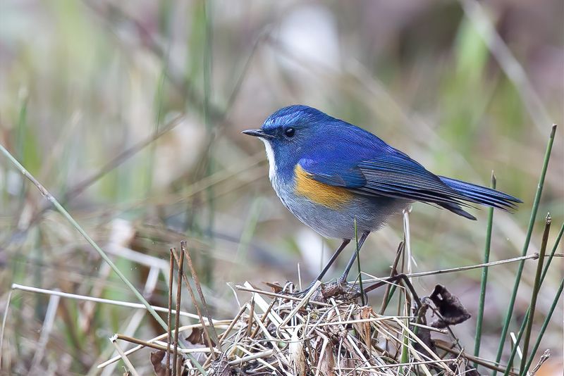 Himalayan Bluetail
