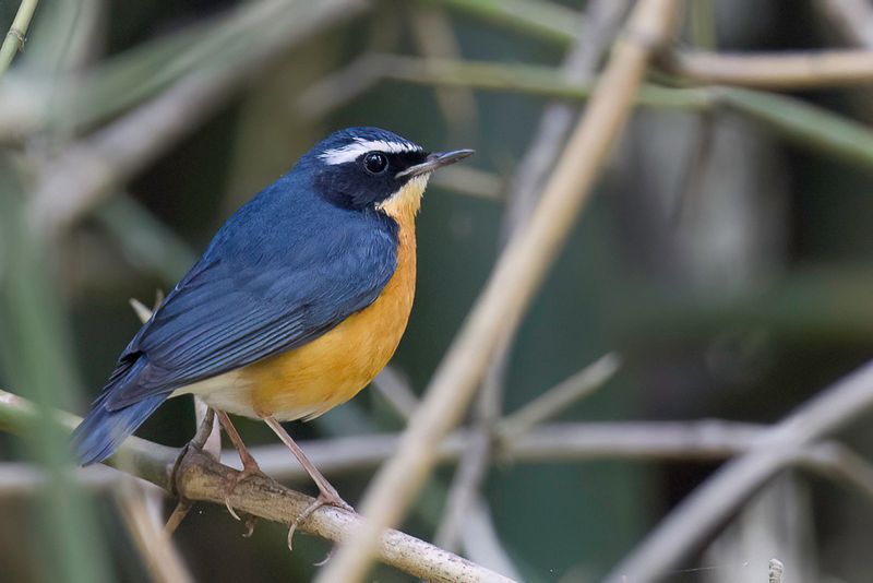 Indian Blue Robin
