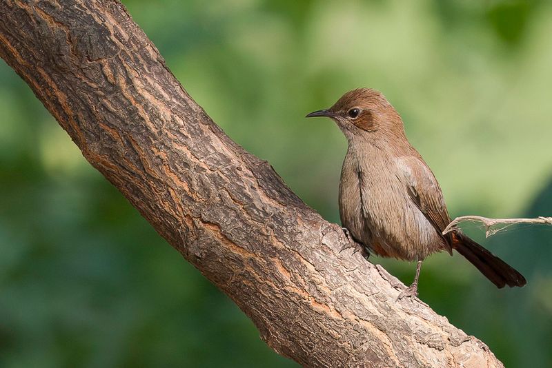 Indian Robin (f)