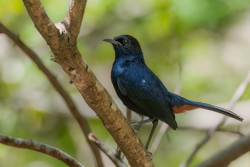 Indian Robin (m)