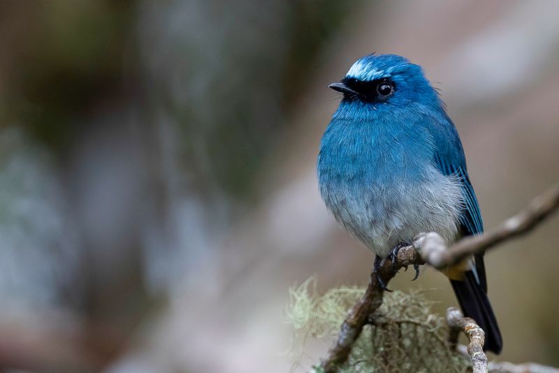 Indigo Flycatcher