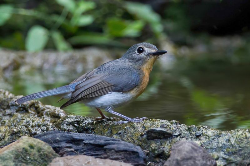 Indochinese Blue Flycatcher (f)