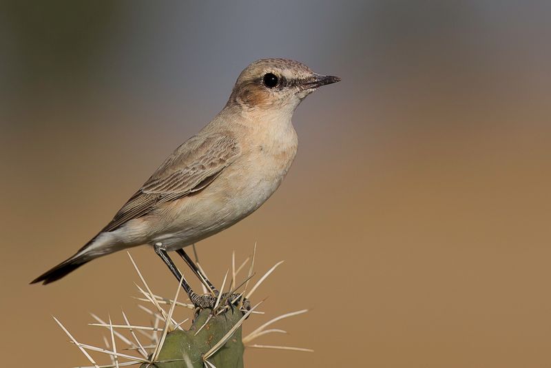 Isabelline Wheatear