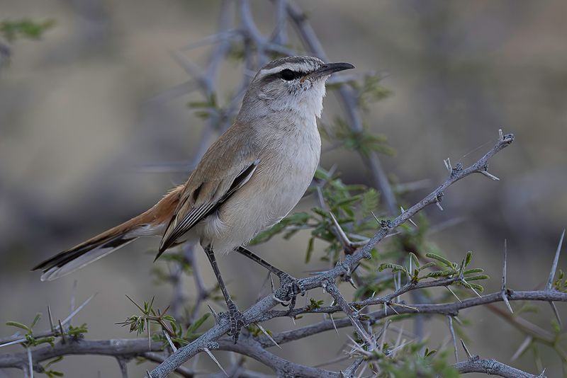 Kalahari Scrub Robin
