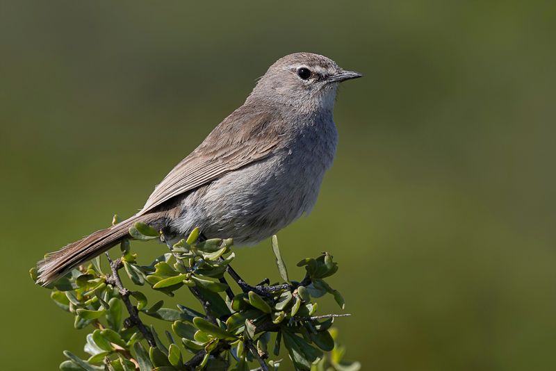 Karoo Scrub Robin