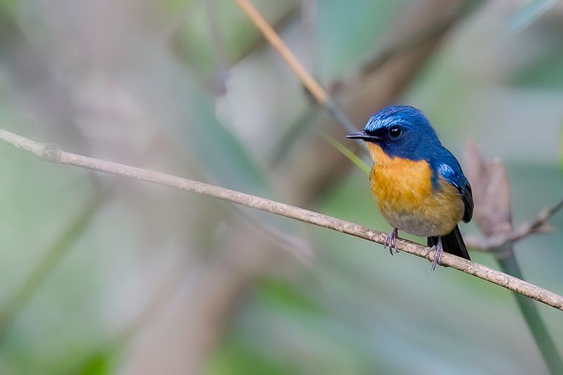 Large Blue Flycatcher