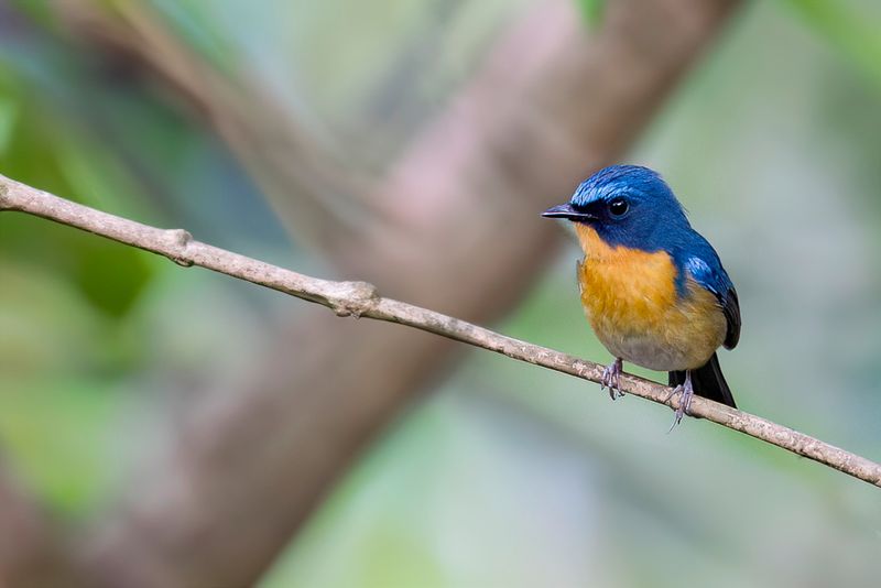 Large Blue Flycatcher
