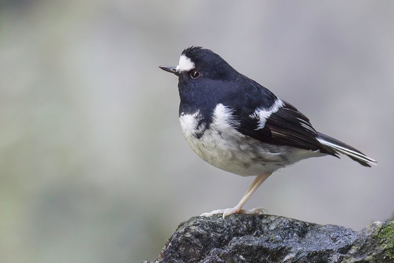 Little Forktail