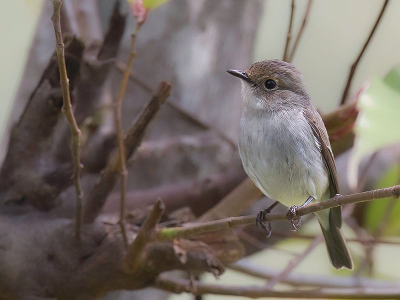 Little Pied Flycatcher (f)