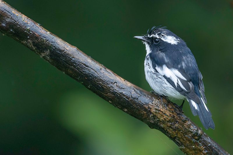 Little Pied Flycatcher (m)