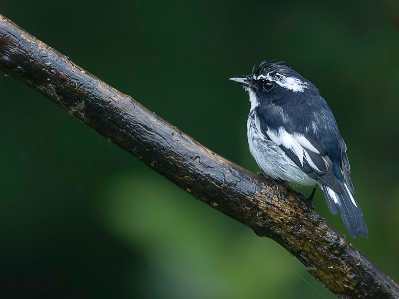 Little Pied Flycatcher (m)