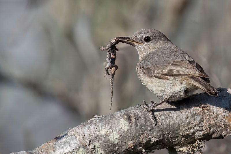Littoral Rock Thrush (f)