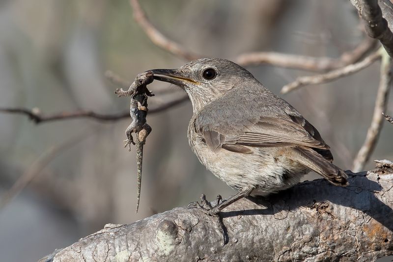 Littoral Rock Thrush (f)