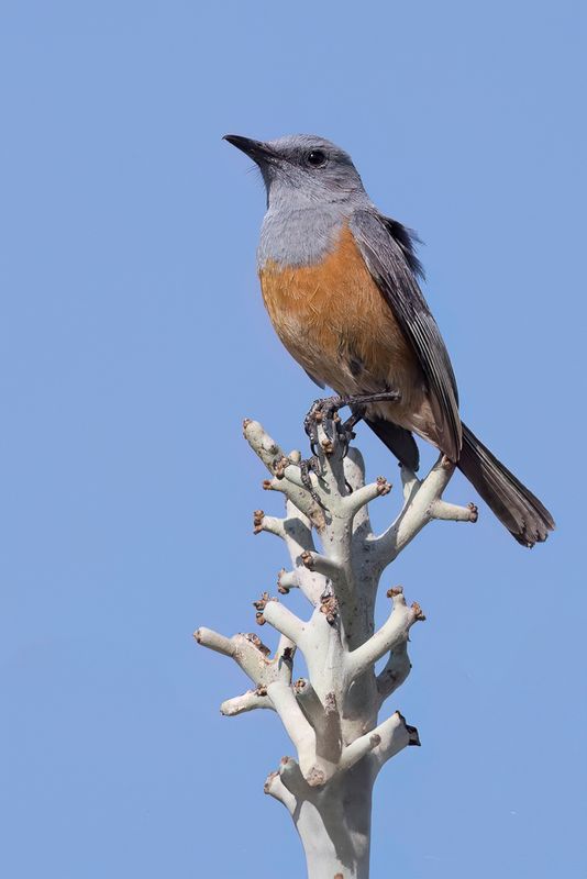 Littoral Rock Thrush (m)
