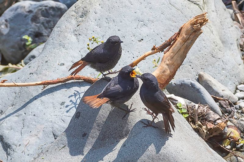 Luzon Water Redstart