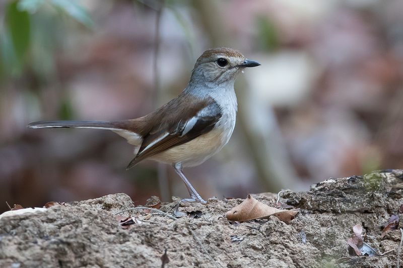 Madagascar Magpie-Robin (f)