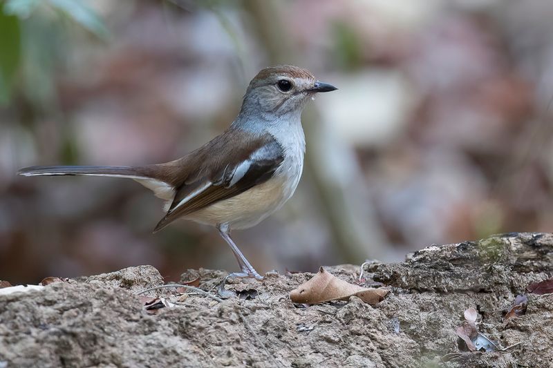 Madagascar Magpie-Robin (f)