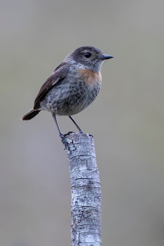 African Stonechat (f)