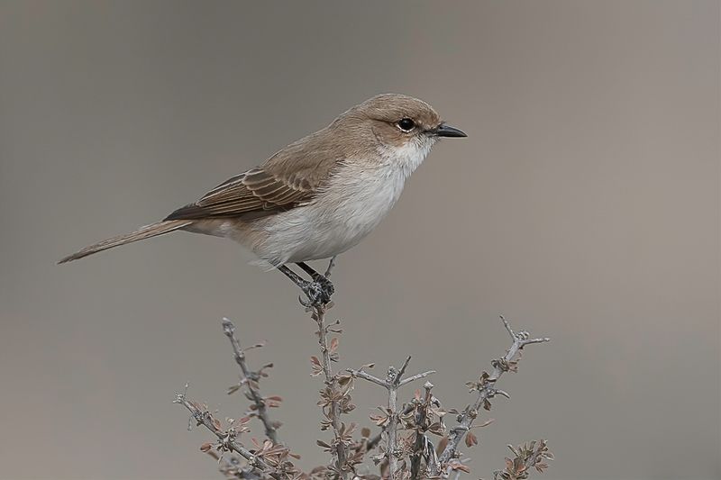Marico Flycatcher