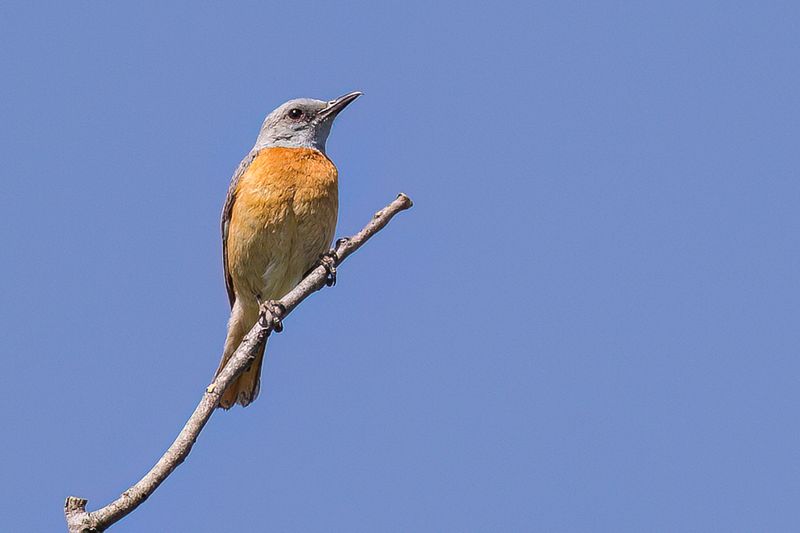 Miombo Rock Thrush