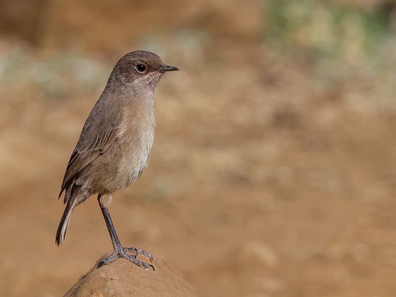 Moorland Chat