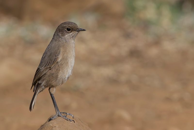 Moorland Chat