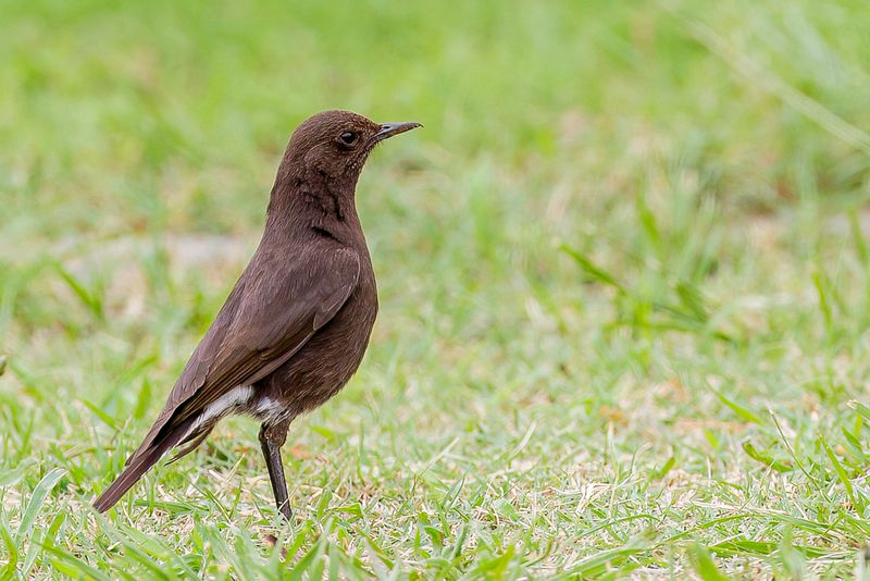 Mountain Wheatear (f)