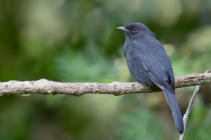 Northern Black Flycatcher