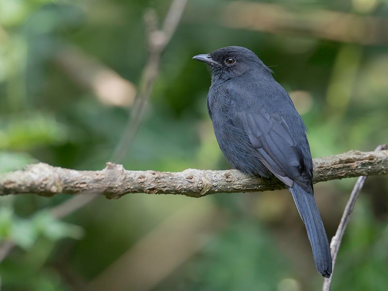 Northern Black Flycatcher