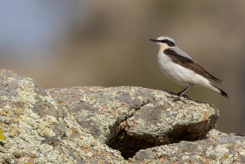 Northern Wheatear (m)