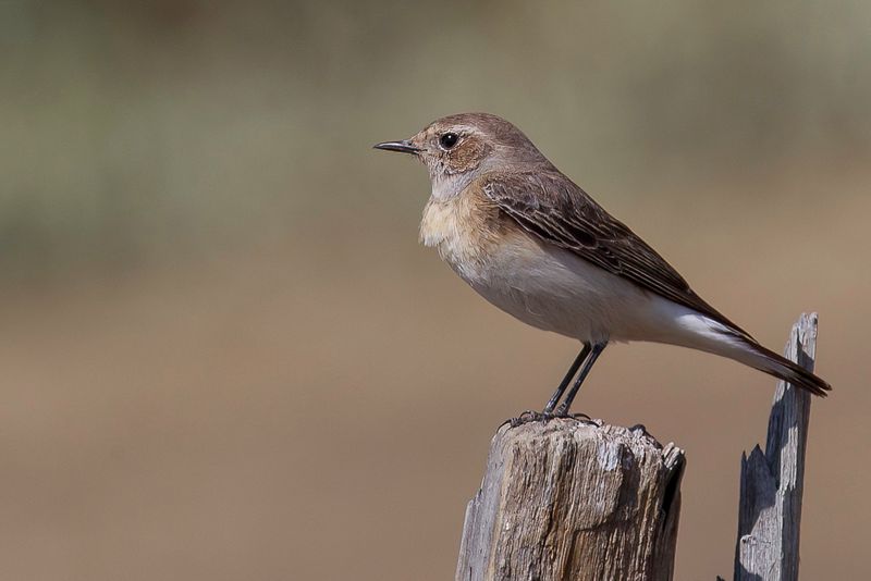 Northern Wheatear