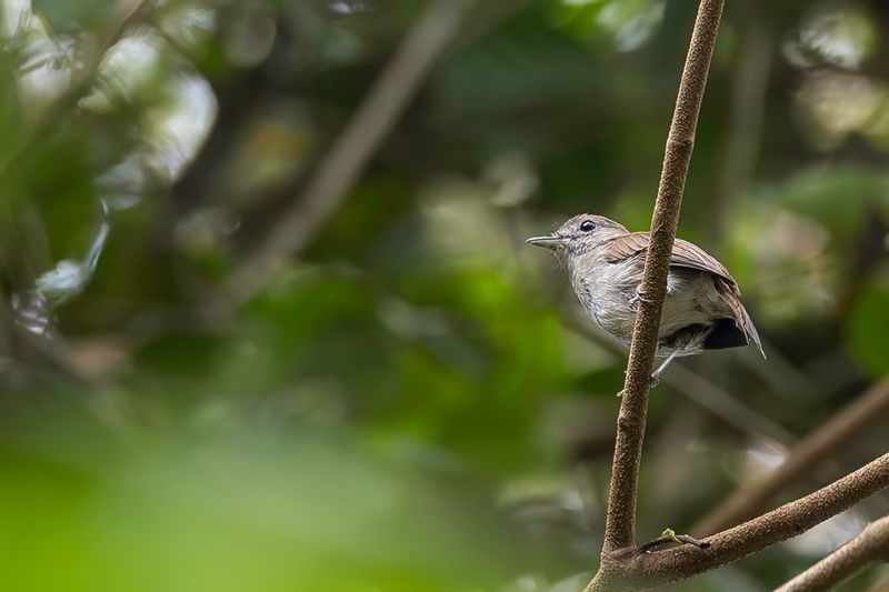 Olivaceous Flycatcher