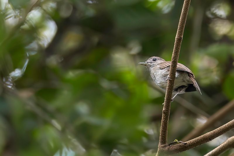 Olivaceous Flycatcher