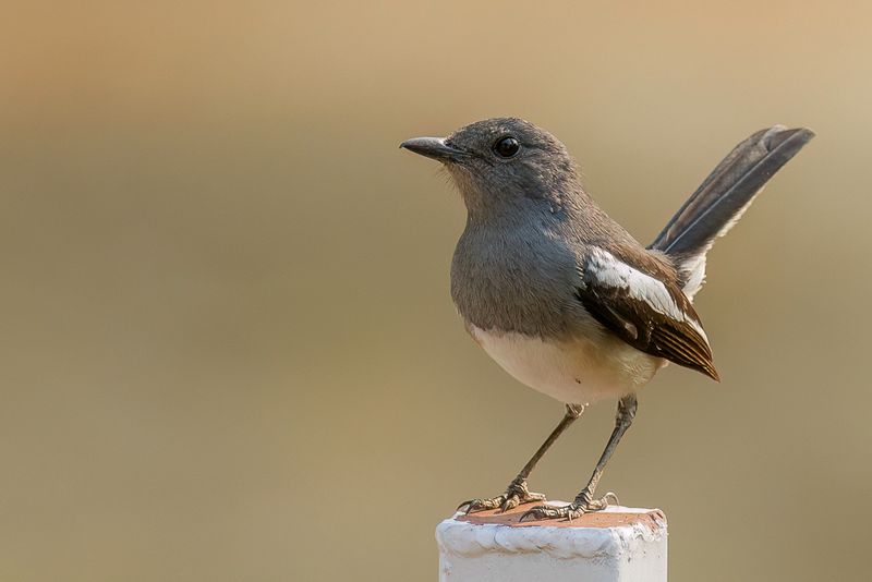 Oriental Magpie-Robin (f)