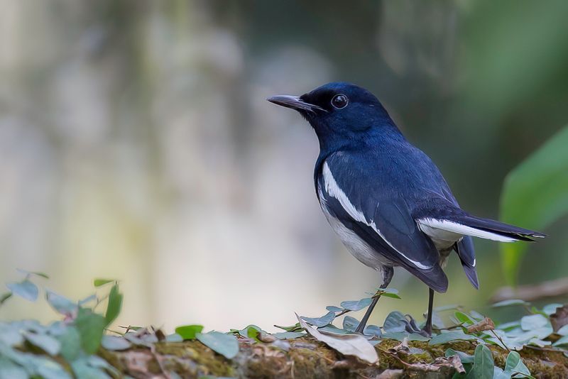 Oriental Magpie-Robin (m)