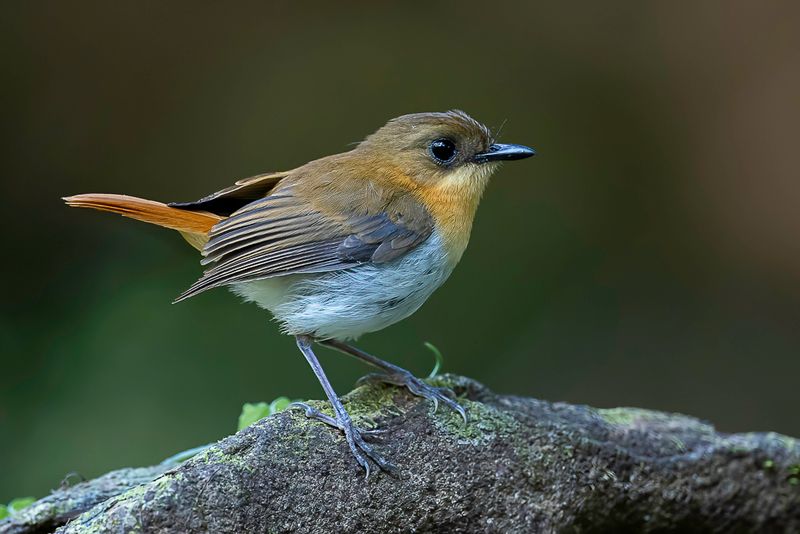 Palawan Flycatcher