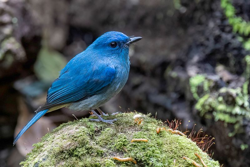 Pale Blue Flycatcher (m)