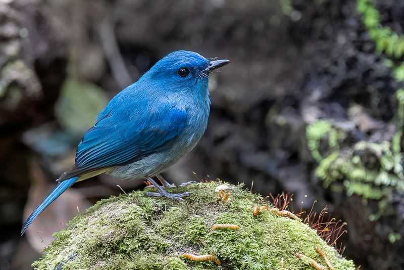 Pale Blue Flycatcher (m)