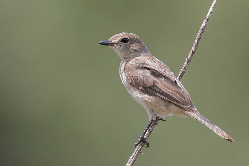 Pale Flycatcher