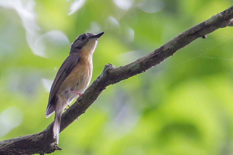 Pale-chinned Flycatcher
