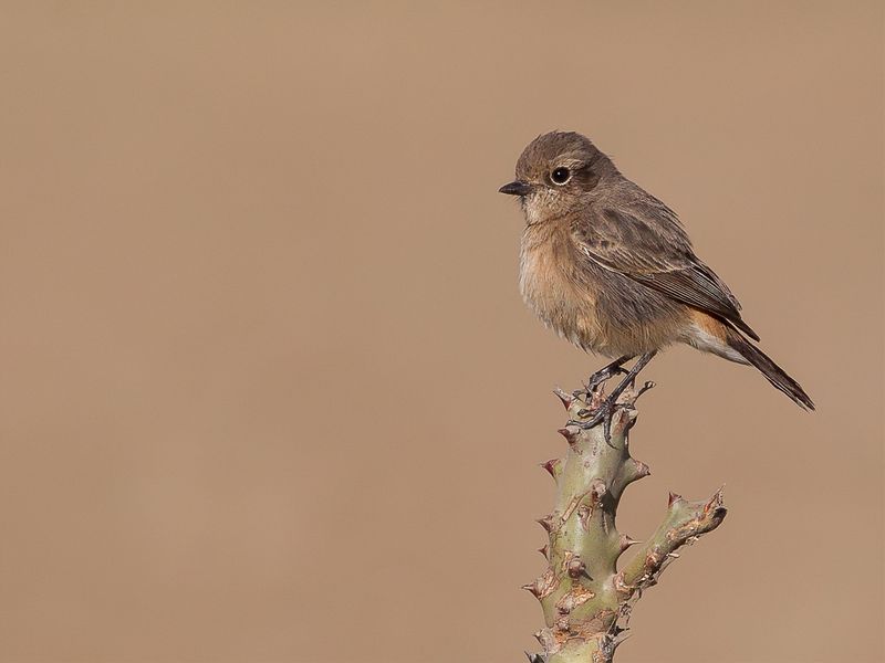Pied Bush Chat (f)