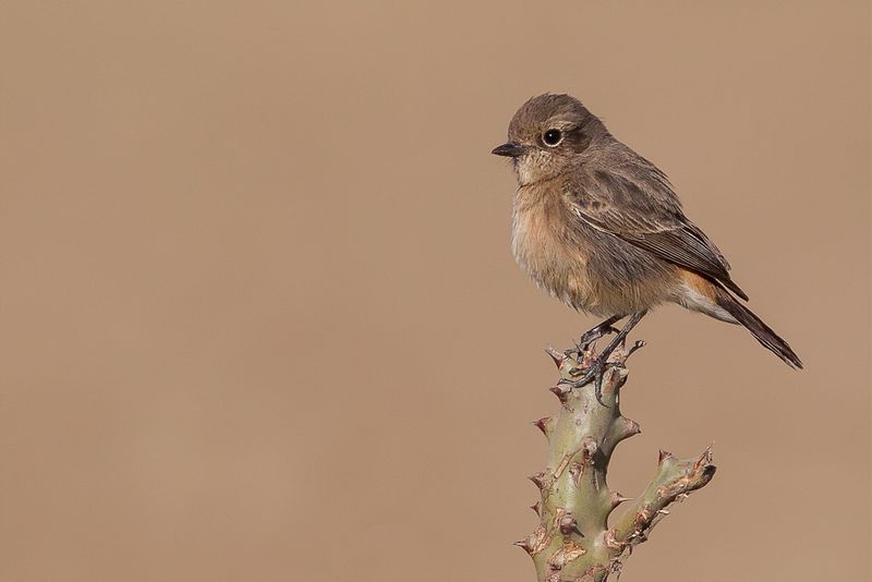 Pied Bush Chat (f)