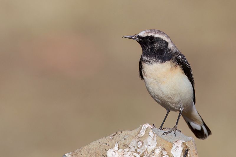 Pied Wheatear