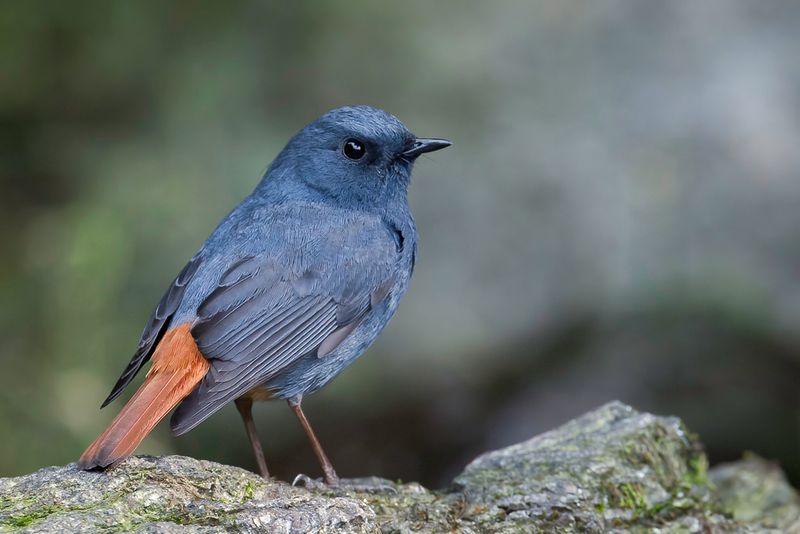 Plumbeous Water Redstart (m)