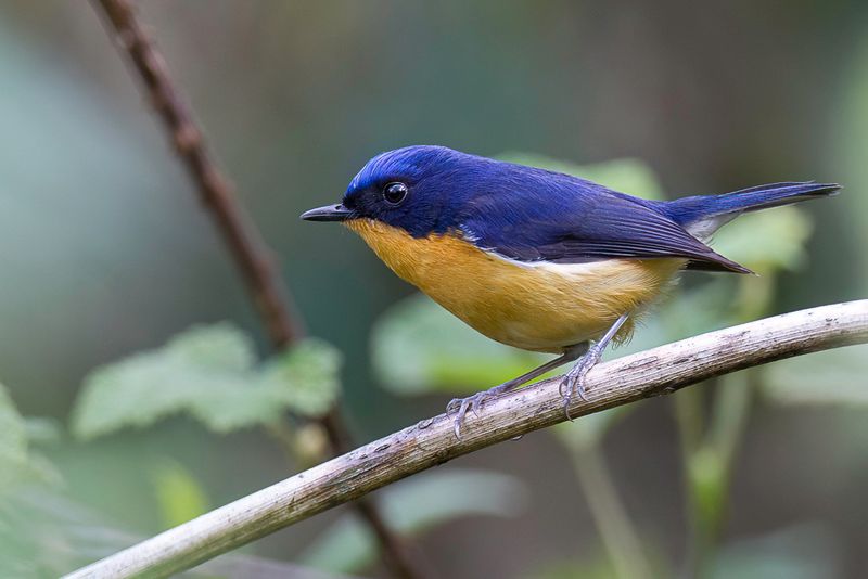 Pygmy Flycatcher